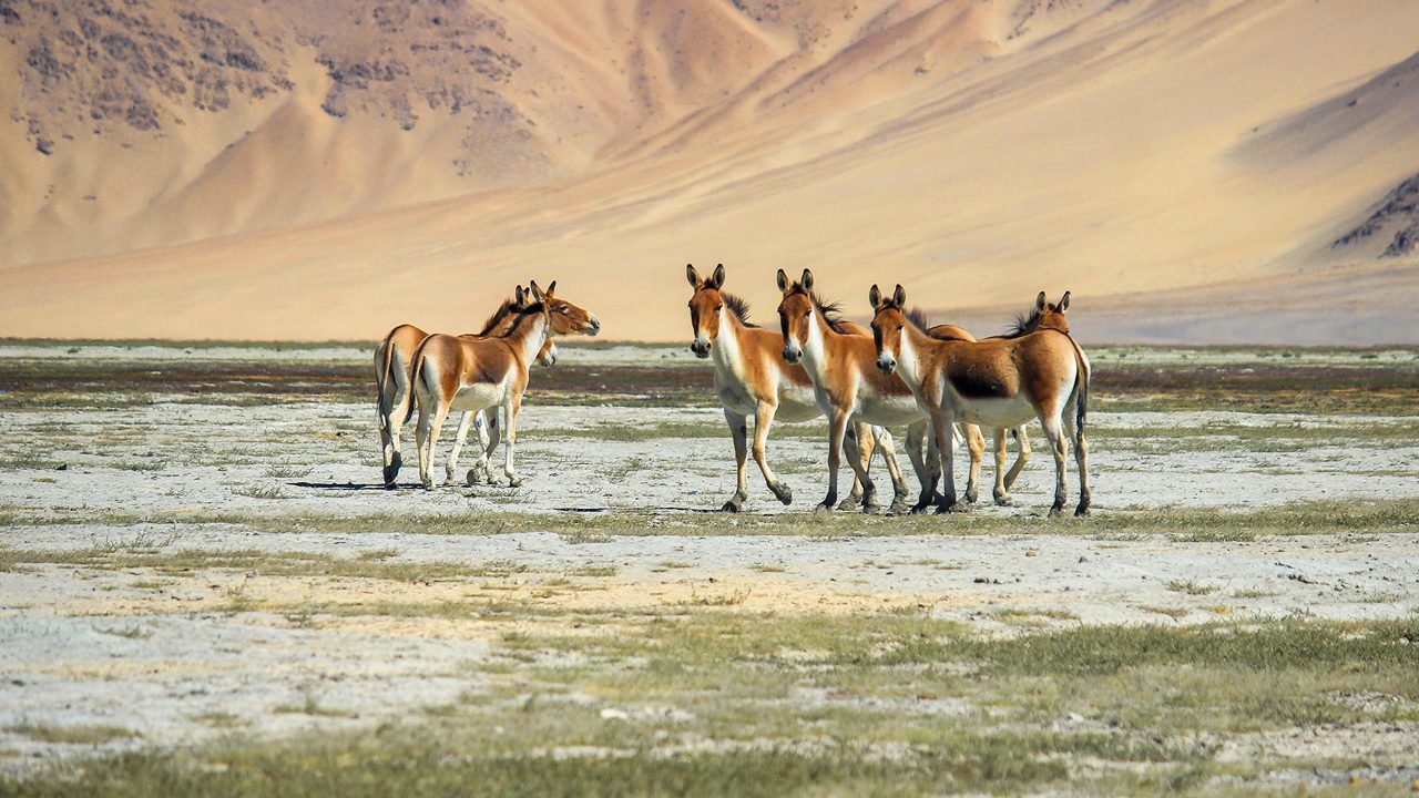 Hemis national park, Leh Ladakh.